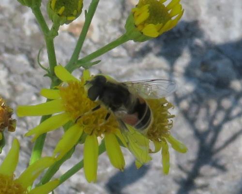 Eristalis arbustorum